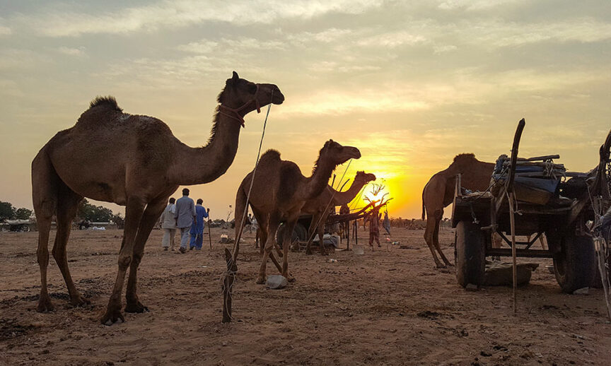 Silhouetted camels are tethered near a cart at sunset in a desert-like setting with people visible in the background under a cloudy sky, capturing the wildlife and wonders of Rajasthan.