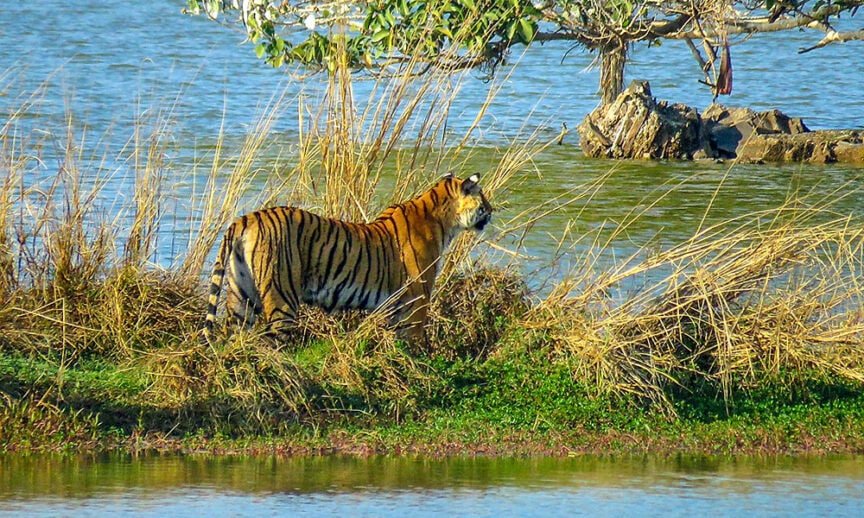 A tiger stands on a grassy bank near a body of water with a partially submerged tree in the background, embodying the wonders of Rajasthan's wildlife.