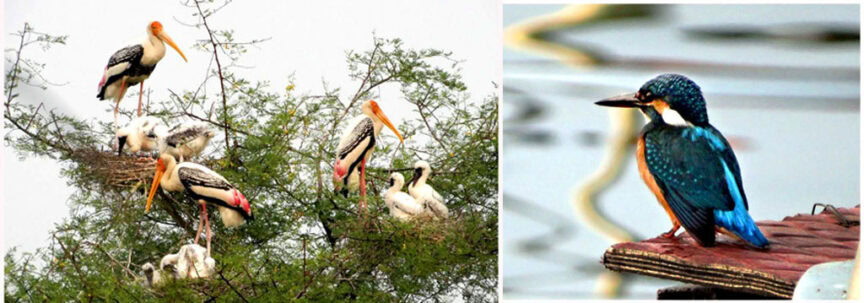 A group of storks with nestlings on a tree branch (left) and a close-up of a kingfisher sitting on a wooden object near water in Bharatpur (right).