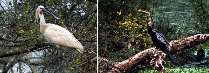 Two birds are perched on branches in a natural setting in Bharatpur. On the left is a white bird with a long, flat bill, while on the right, a dark bird with a long neck and pointed beak surveys its surroundings.