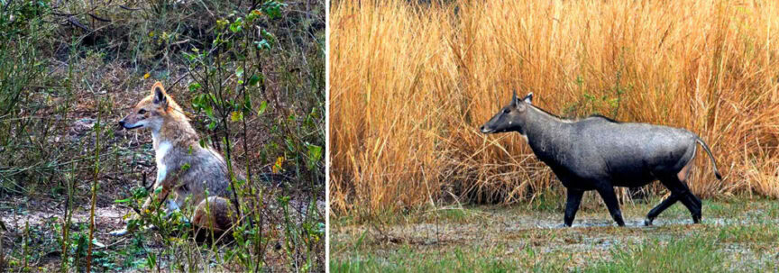 A fox sits in a forest clearing on the left, while a nilgai (blue bull) walks through a grassy area on the right. Birds flutter above, adding to the serene atmosphere reminiscent of Bharatpur's lush landscapes.