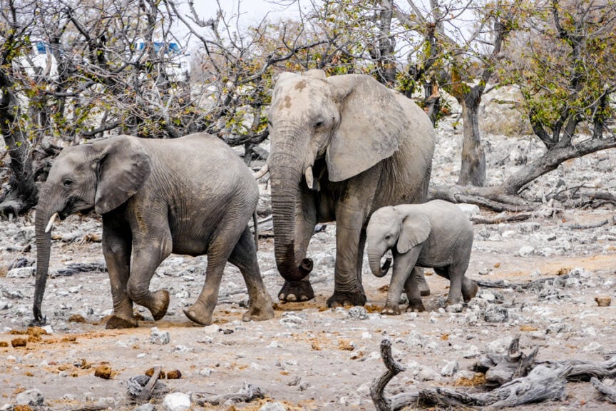 Three elephants, including a baby, walk together in a rocky and sparsely vegetated landscape—a quintessential scene of Namibia travel. The trees around them are bare, and the dry terrain exemplifies the best of Namibia's rugged beauty.