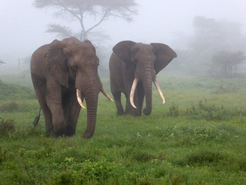 Two elephants with long tusks walk through a misty, green East African landscape, exploring the verdant terrain with trees in the background.