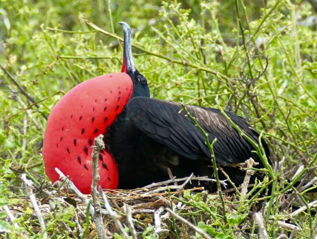 A male frigatebird with a vibrant red throat pouch is sitting in a nest surrounded by the lush green vegetation of the Galápagos, showcasing one of nature's wonders in its rich wildlife.