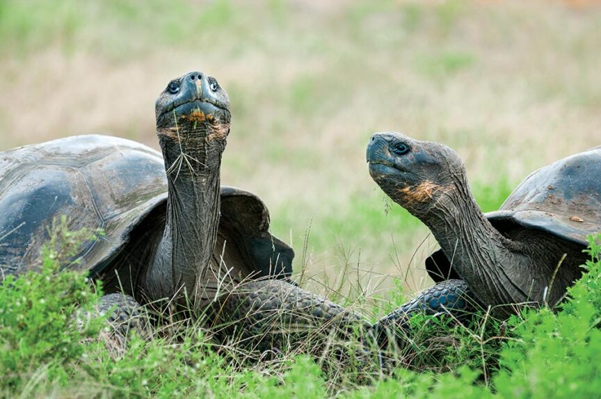 Two large tortoises with dark shells stand on grassy ground, one slightly larger and looking forward while the other gazes upwards. This serene scene epitomizes eco-friendly tourism, highlighting the importance of preserving natural habitats through responsible travel efforts.