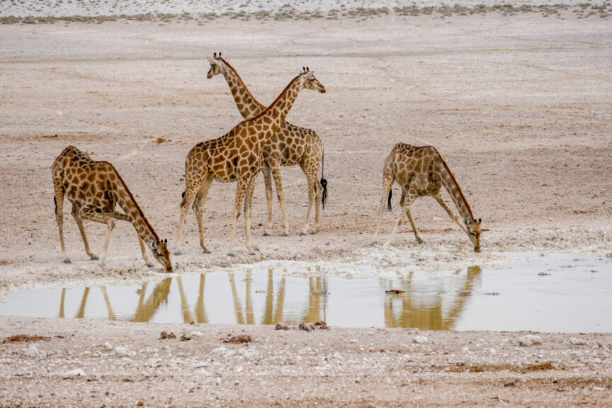 Four giraffes stand and drink water at a small waterhole in the dry, barren landscape of Namibia. Experience the Best of Namibia with this mesmerizing travel moment.