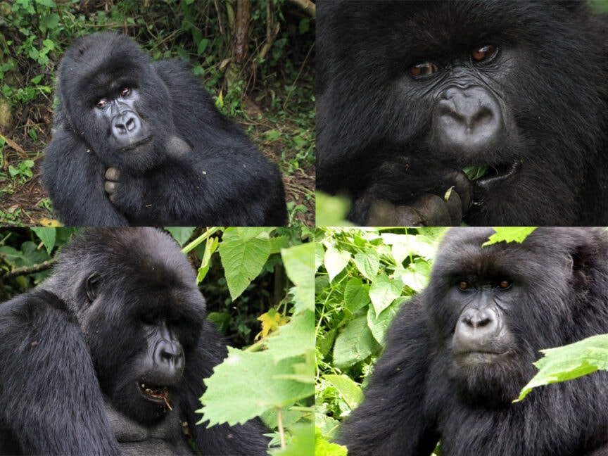 Four images of gorillas in a leafy environment. The gorillas are in various poses: two sitting, one feeding, and one looking directly at the camera. Exploring East Africa offers these captivating encounters with nature's giants.