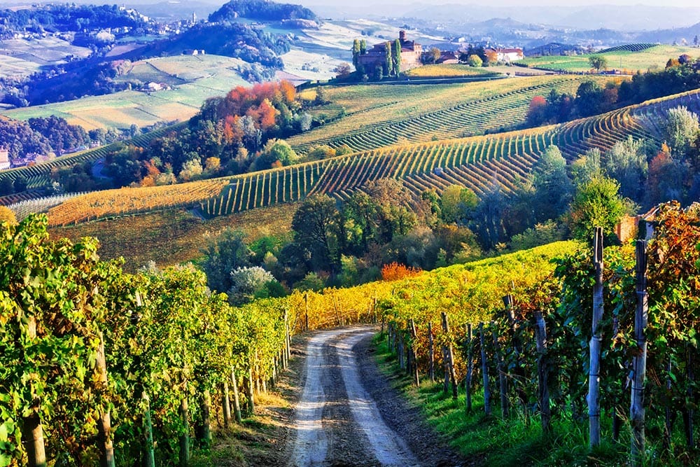A winding dirt road cuts through a scenic wine-growing region with rolling hills and lush greenery in the background, featuring a mix of autumn-colored trees and cultivated plots, hinting at the adventure that awaits among the vines.