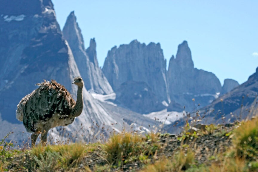A large bird stands in front of a mountainous landscape with sharp peaks under a clear blue sky, creating a scene reminiscent of Carlos Leon's evocative nature photography.