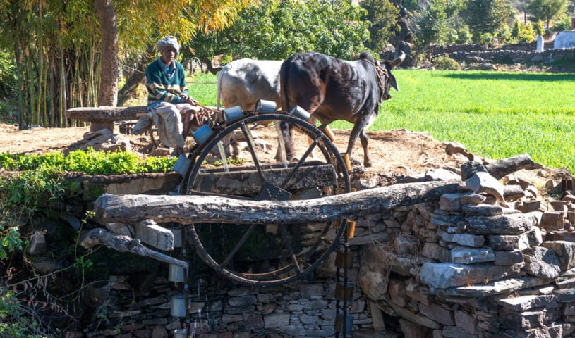 A man sits by an ox-driven water wheel in a rural farming area. The wheel, a stark contrast to modern machinery, lifts water for irrigation as the ox rotates the mechanism. Lush green fields surround this serene country scene.