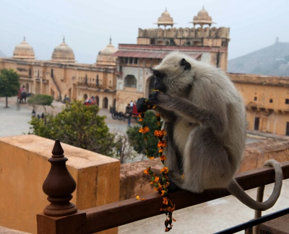 A monkey sits on a railing, holding and inspecting a string of orange flowers with its front paws in a courtyard, embodying the charm of this country of contrasts, with historical architecture standing proudly in the background.