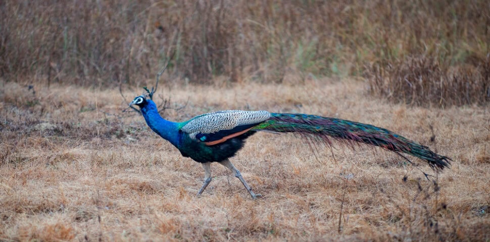 A peacock with long, colorful tail feathers walks on dry, brown grass in a field, embodying the vibrant spirit of a Country of Contrasts.