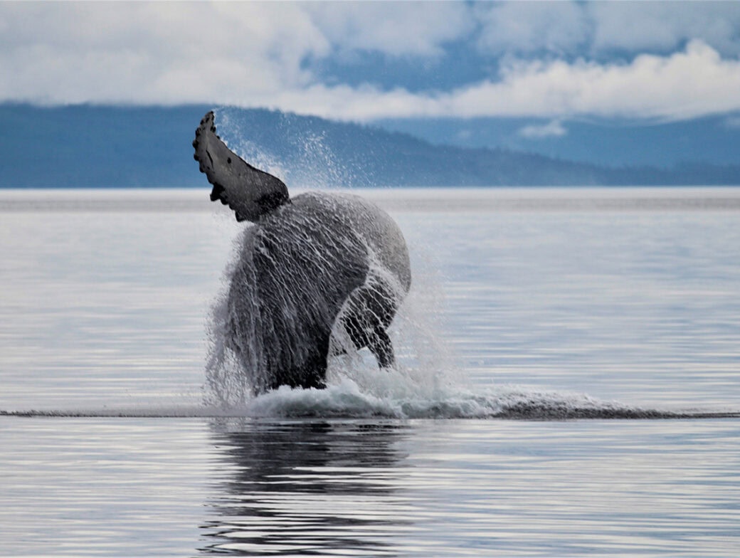 A whale's tail fin splashes in the water as it dives in a calm, expansive ocean off the coast of Alaska under a cloudy sky, exploring the depths away from the bustling crowds.