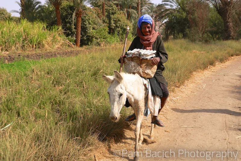 An individual rides a white donkey along a dirt path surrounded by greenery, carrying goods in baskets. Palm trees and lush vegetation are visible in the background, evoking the serene vibes of traveling near the Nile.