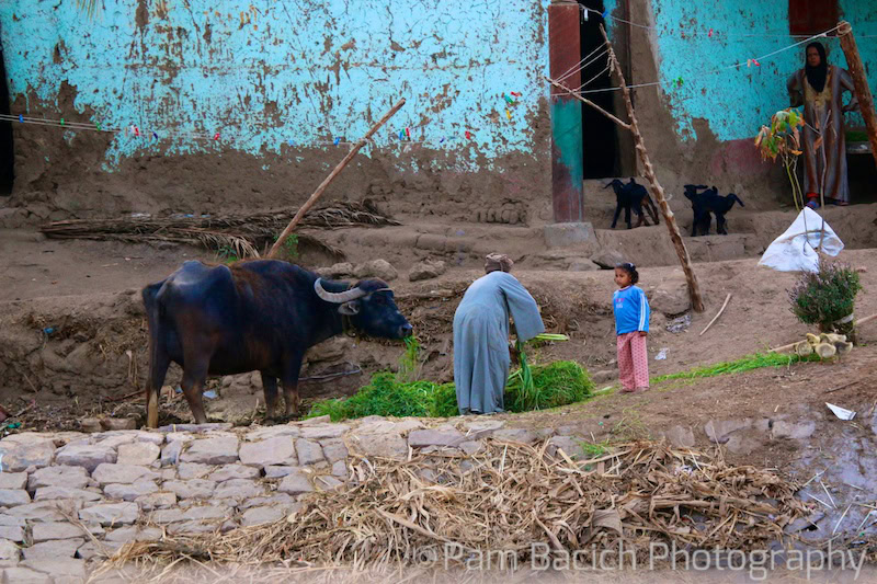 A person feeds a black water buffalo while a child watches, reminiscent of scenes you might witness while cruising the Nile. Two goats stand near a turquoise building with a partially open door. The ground is uneven with a mix of stone and dirt.