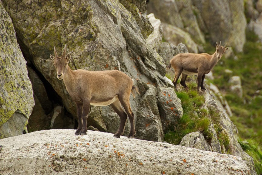 Two mountain goats stand on rocky terrain in the mountains; one is in the foreground, and the other is partially visible further back on a slope.