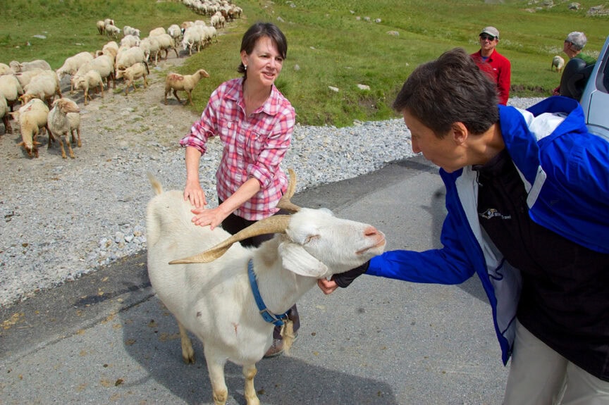 People petting a white goat near a flock of sheep on a rural path with Mediterranean mountains framing the background. Other individuals are seen in the distance.