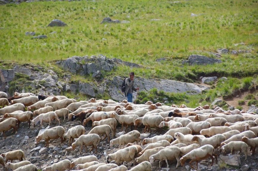 A shepherd walks behind a large flock of sheep in a rocky, grassy landscape, with majestic mountains rising in the distance.