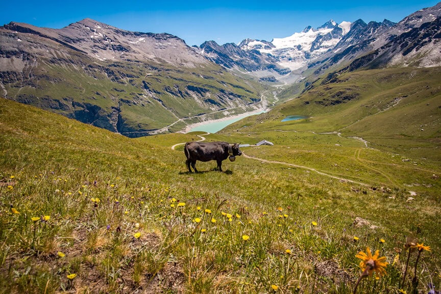 A cow grazes on a grassy hillside dotted with wildflowers, with a green valley, lakes, and the snow-capped mountains of Switzerland in the background under a clear blue sky.