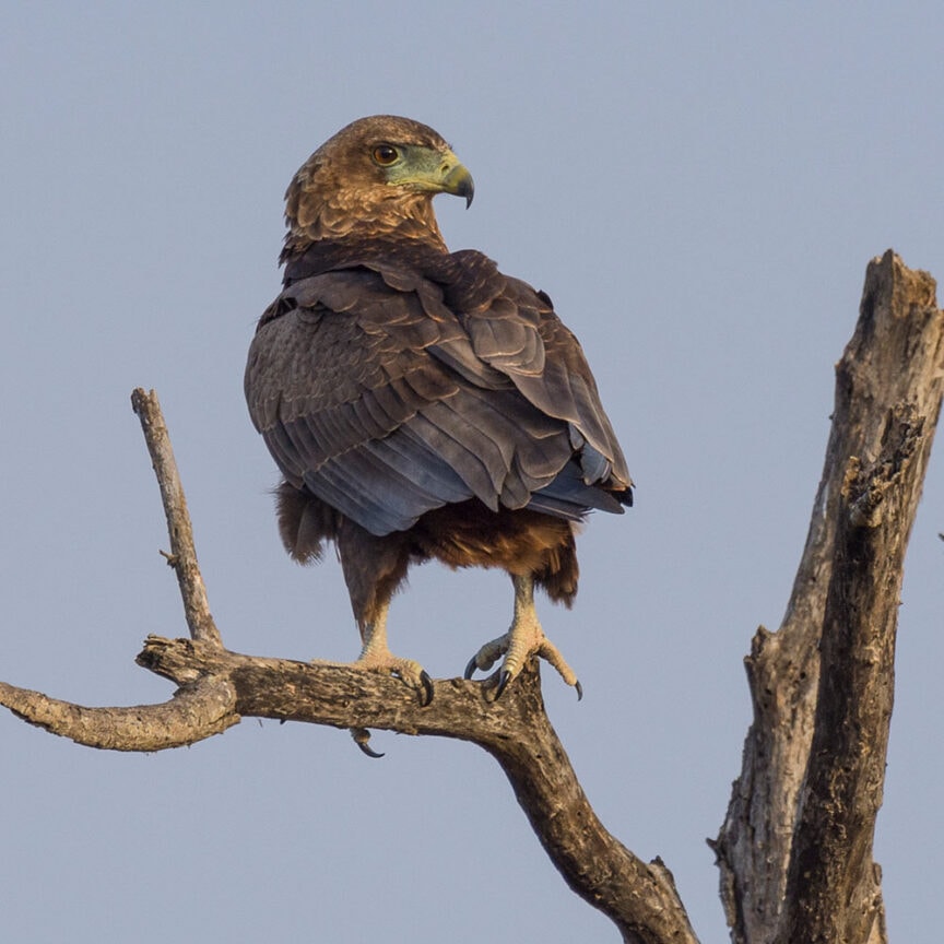 A bird of prey with dark brown feathers sits perched on a bare tree branch against a clear sky, embodying the majesty of Southern Africa beyond all expectations.
