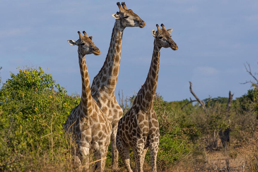 Three giraffes stand closely together in a grassy landscape with bushes and trees in the background under a clear sky, creating a scene that is beyond expectations in the heart of Southern Africa.