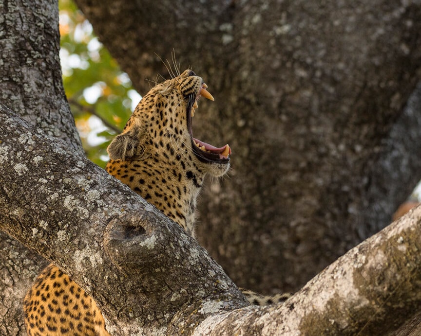 A leopard in Southern Africa is perched on a tree branch with its mouth open wide, possibly yawning. The tree's rough bark is visible in the foreground and background, capturing the raw beauty that exceeds travel expectations.