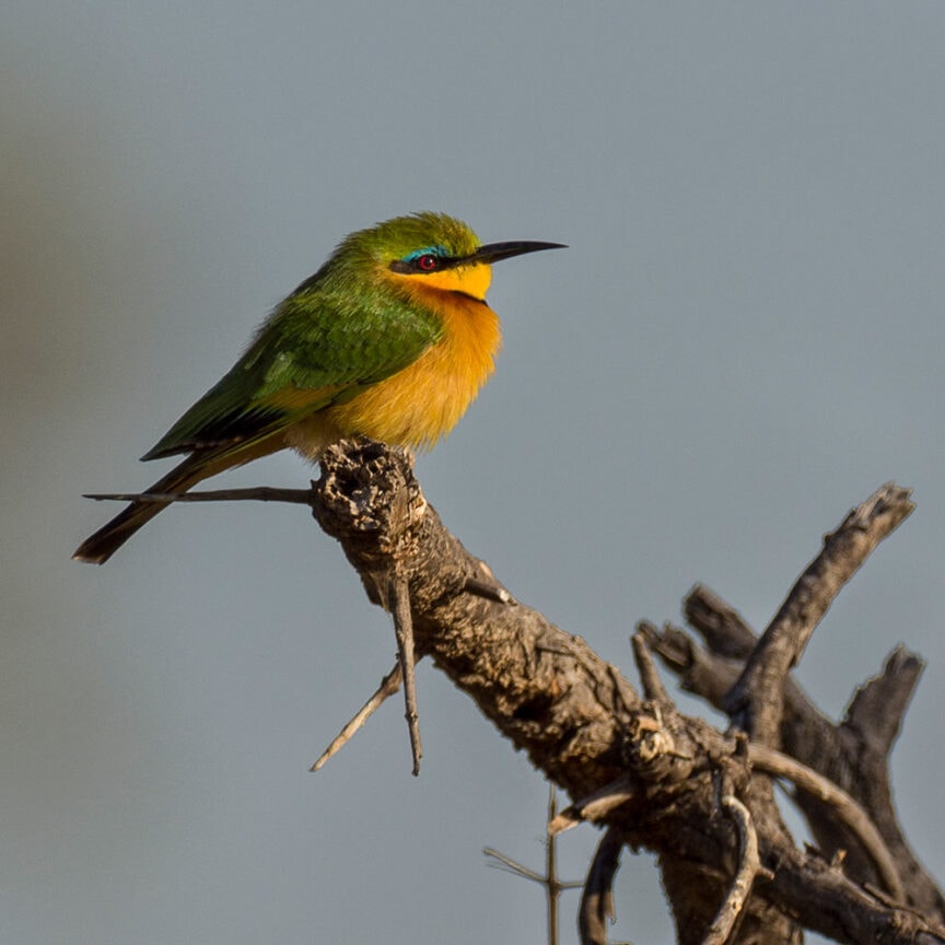 A small bird with vibrant green and orange feathers sits on a bare branch against a gray background, capturing the essence of Southern Africa's natural beauty—a perfect reason for travel enthusiasts to consider it a top tourism destination.
