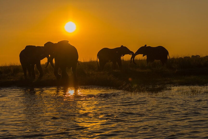 Four elephants silhouetted against a sunset in Southern Africa, standing near the water’s edge with the sun reflecting on the water. The sky is orange and the silhouettes are dark, creating an image that exceeds expectations.