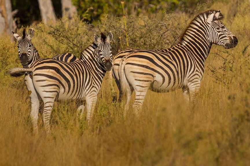 Three zebras standing close together in tall grass, facing different directions, with a backdrop of trees and shrubs in Southern Africa. Their symmetry and grace go beyond all expectations, perfectly blending into the natural beauty of their surroundings.