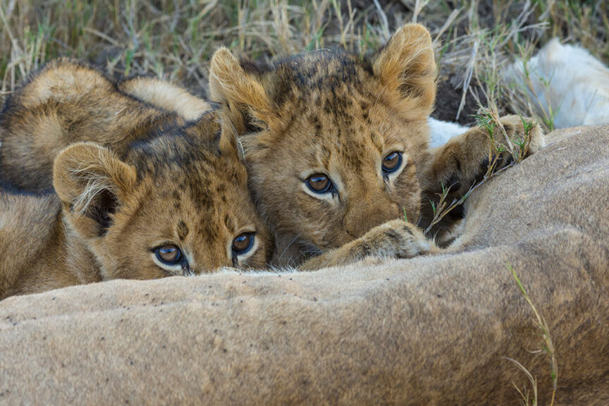 Two lion cubs lying on the grass in Southern Africa, peeking over the back of an adult lion with one cub resting its paw on the adult. This heartwarming scene goes beyond all expectations.