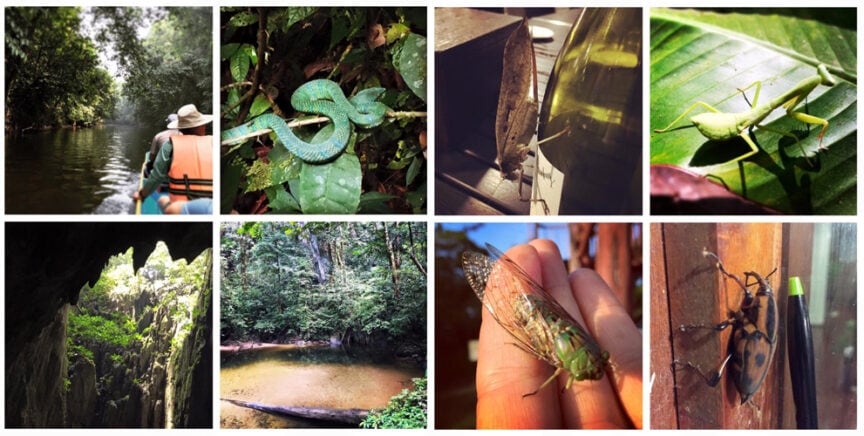 A collage of eight images featuring: a person kayaking in a forested river, a green snake, a brown insect on a light, a green insect on a leaf, the bountiful entrance to a cave in Borneo, a forest clearing with water, a cicada on someone's hand, and a beetle perched on wood.