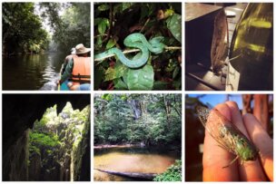 A bountiful collage of six images showcasing thrilling outdoor adventures: a river expedition, a green snake, a campsite, a cave entrance, a forest pond, and someone holding an insect—all capturing the essence of Borneo's wild beauty.