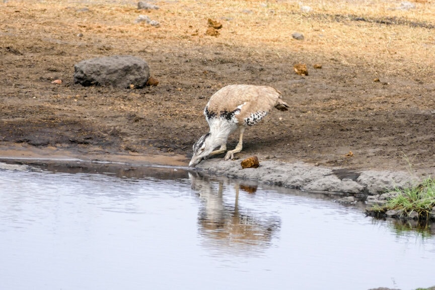 A large brown and white bird with a long neck is drinking water from a muddy pond, surrounded by the dry, rocky ground typical of Namibia's rugged landscapes.