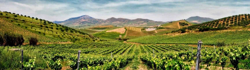 A vast vineyard stretches across rolling hills with mountains in the background under a partly cloudy sky, painting a picture worth a thousand words.