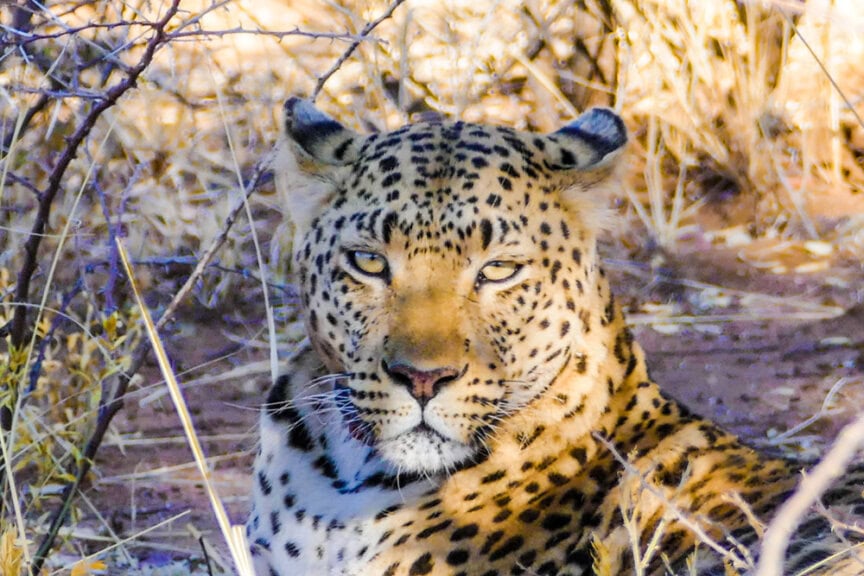 A leopard with spotted fur lies in the shade with ears slightly bent, surrounded by dry grass and branches in a sunlit environment, embodying the wild beauty that makes Namibia's best tours an unforgettable experience.