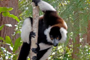 A black and white ruffed lemur clings to a tree trunk surrounded by greenery, with the text "Leapin' Lemurs" in the top right corner.