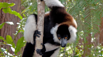 A black and white ruffed lemur clings to a tree trunk surrounded by greenery, with the text "Leapin' Lemurs" in the top right corner.