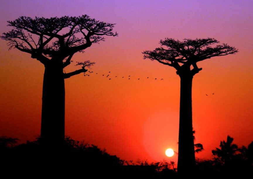 Silhouettes of two baobab trees at sunset, the sun low on the horizon, and a flock of birds flying between the trees capture one of Madagascar's most breathtaking moments.