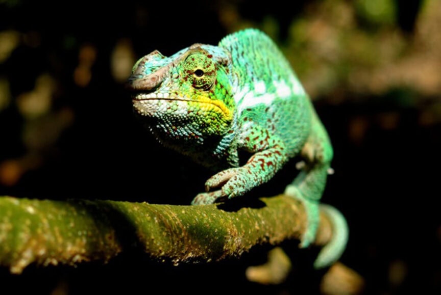 A green chameleon with textured skin and markings is perched on a branch, capturing the magic of Madagascar as it blends into its natural outdoor surroundings.