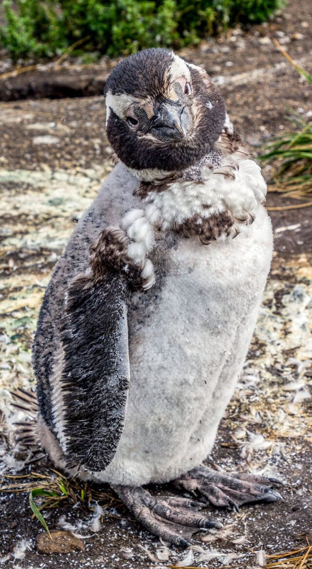 A penguin with molting feathers stands on the rocky ground in Ushuaia, gazing towards the camera, ready for new adventures at the End of the World.