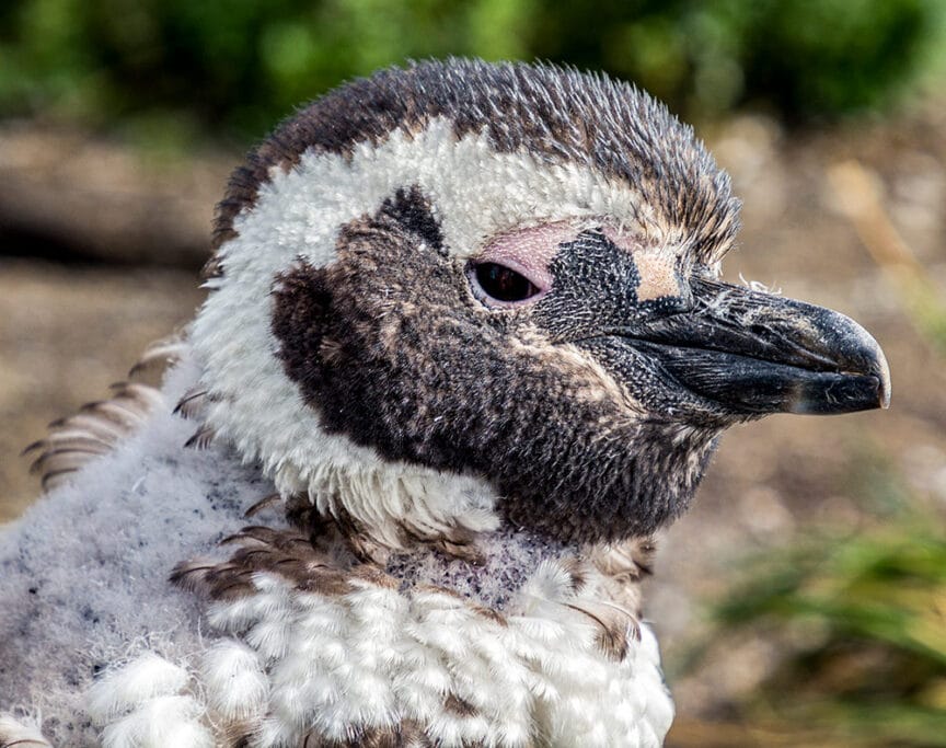 Close-up of a penguin with a mottled feather pattern, a dark beak, and reddish skin around its eye, standing outdoors in Ushuaia—often called the End of the World—with blurred vegetation in the background.