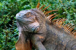A large iguana with a textured, scaly body and prominent spines on its back stands amidst lush green foliage, embodying the vibrant essence of Costa Rica's colorful creatures.