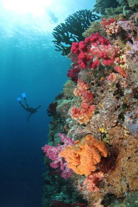A scuba diver swims below the surface near a vibrant coral reef in Palau, surrounded by various colorful corals and marine life in clear blue waters.