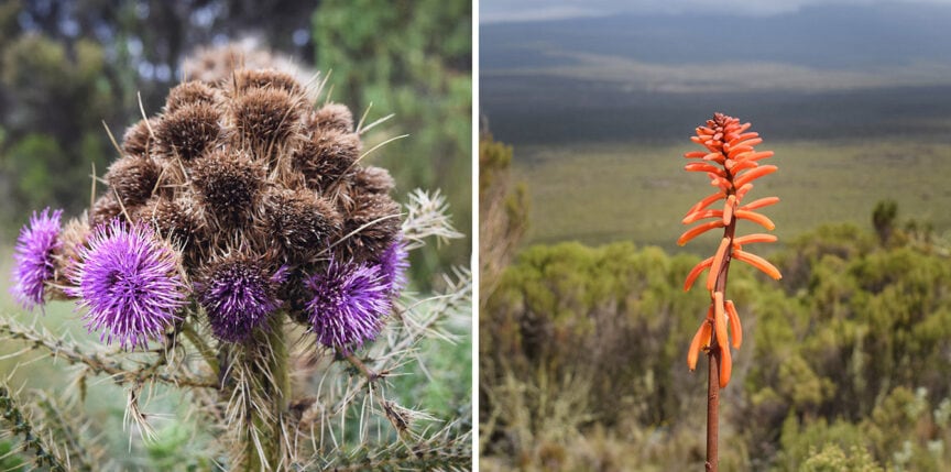 Side-by-side images: left, close-up of a spiky thistle-like plant with purple flowers; right, single red-orange aloe flower set against a blurred landscape in Tanzania. The best way to see these unique flora might just be during a hike up Mt. Kilimanjaro.
