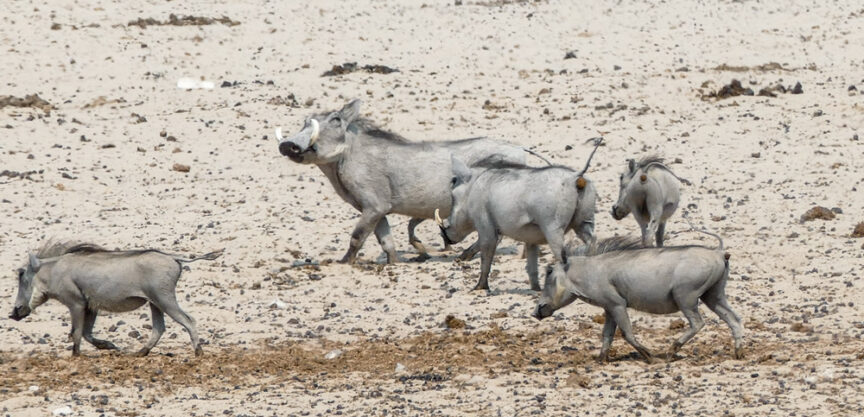 A group of six warthogs traverses Namibia's sandy and rocky terrain, offering a unique glimpse into the country's wildlife for travel enthusiasts.