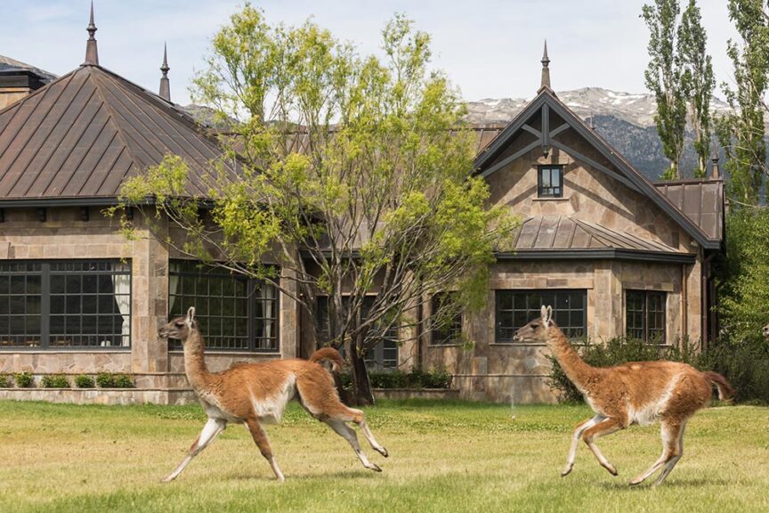 Two llamas running on a grassy lawn in front of a large stone house with a triangular roof, surrounded by trees and a backdrop of snow-capped mountains. It's the perfect serene travel scene that gives back to nature's beauty.
