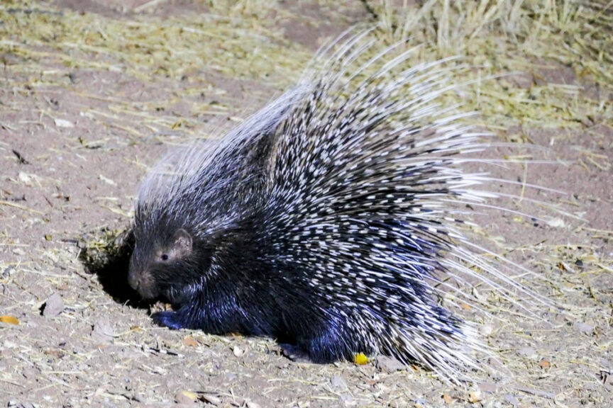 A porcupine with long quills, including white-tipped spines, is standing on a sandy and grassy surface, embodying the natural beauty one might encounter while traveling through Namibia.