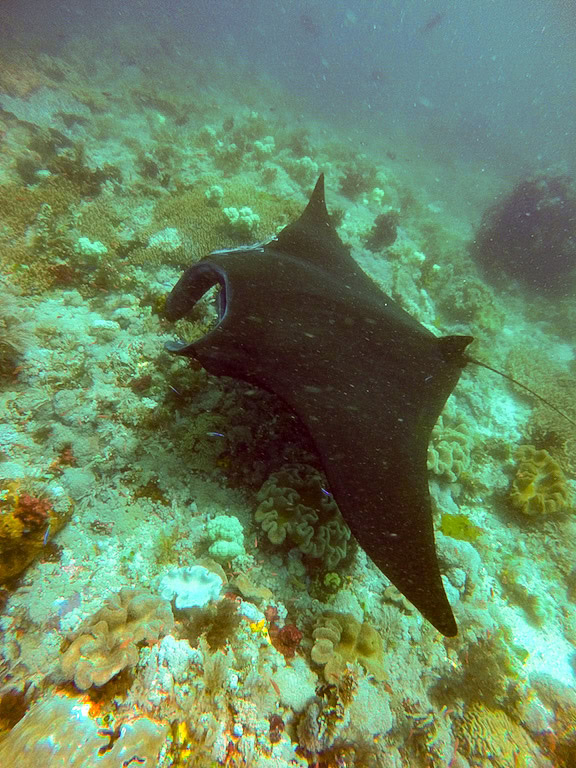 An underwater photo of a large manta ray swimming near a coral reef in Raja Ampat, capturing the essence of Underwater Adventures.
