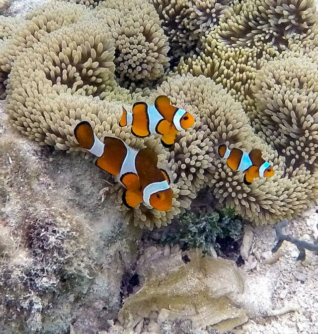 Three clownfish swim among sea anemones on a coral reef in Raja Ampat. The fish have distinctive orange, white, and black markings. The pale green anemones are densely packed, offering a vivid tableau for underwater adventures.