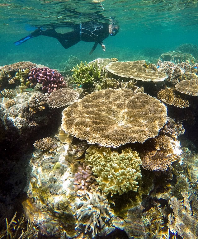 A snorkeler swims above diverse coral formations in the clear blue waters of Raja Ampat. The corals vary in shape and size, with some being large and flat and others branching out, creating a spectacular underwater adventure.